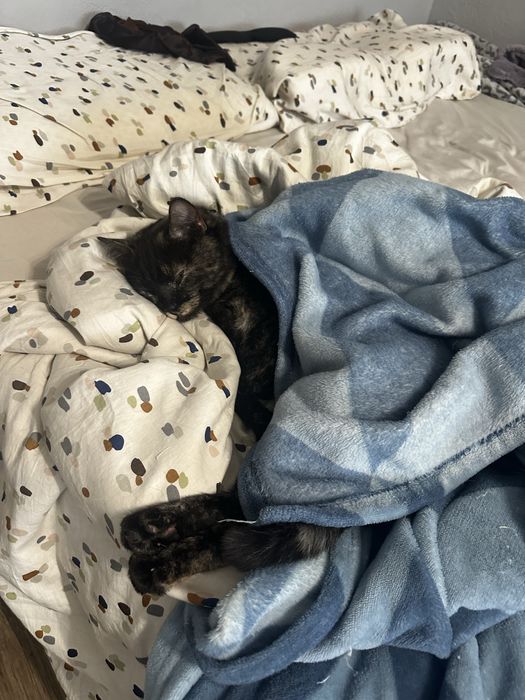 Молода лагідна кішка кішечка черепашка кошеня до року шукає родину