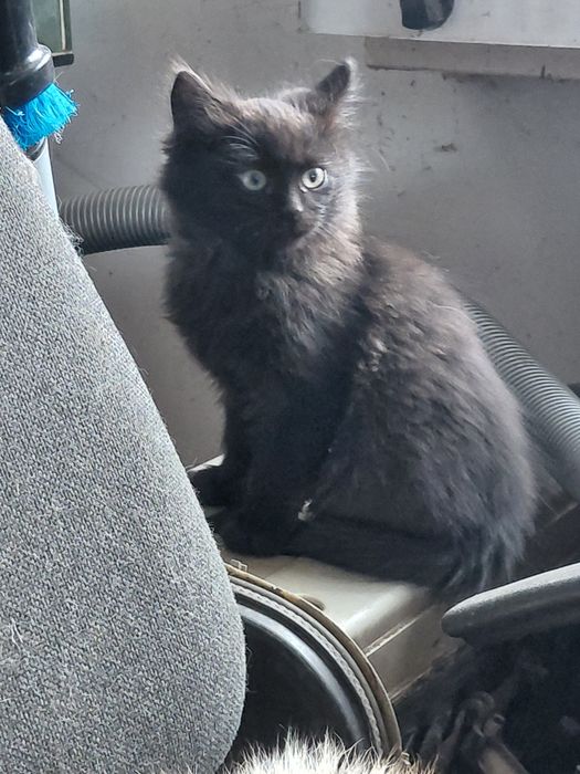 Віддам кошенят безкоштовно