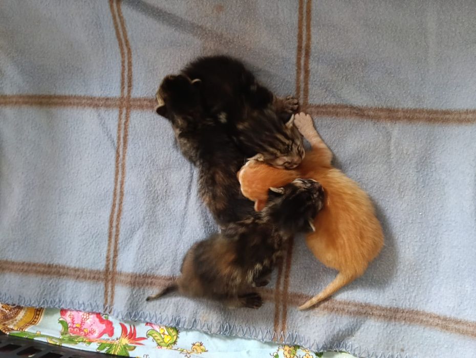 Gatinhas fofinhas para doar
