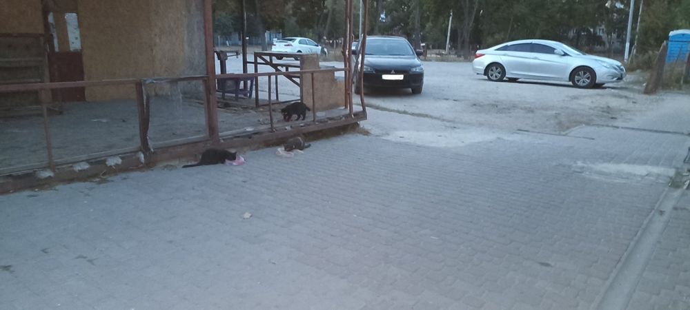 Нужен дом или передержка кошке с котятами