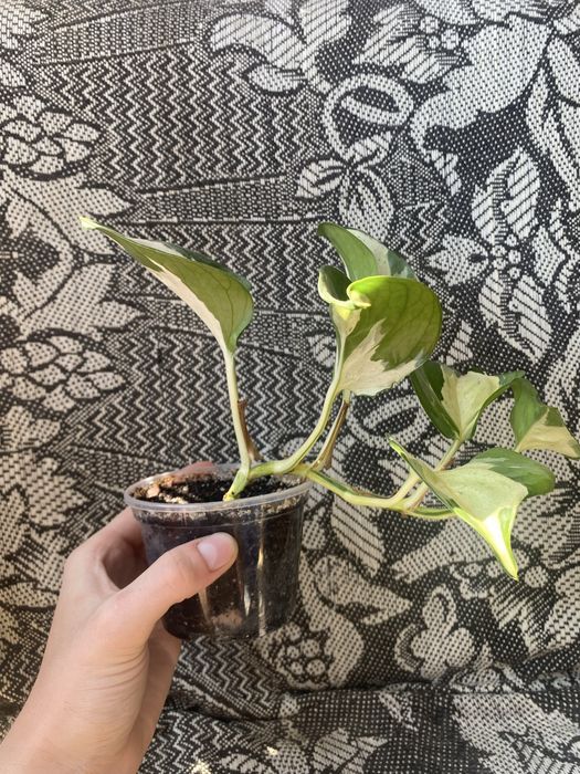 Епіпремнум Хеппі Ліф, Epipremnum Happy Leaf