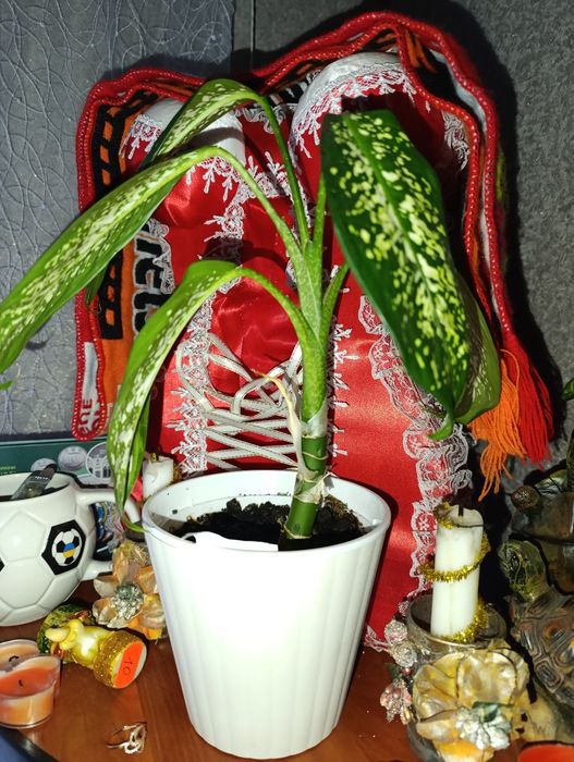 Розпродаж вазонів дефенбахій