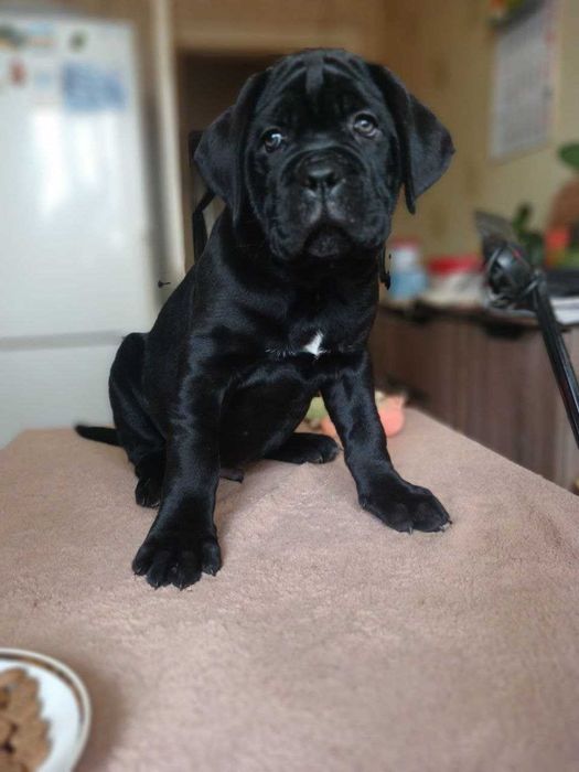 Цуценята кане корсо