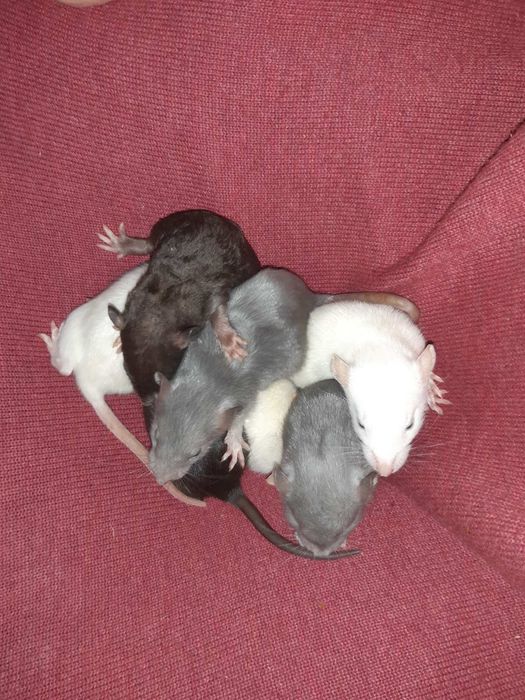 Крысята  крыса дамбо голубая щурята