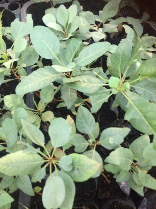 Саженцы фисташки / Саджанці фісташки