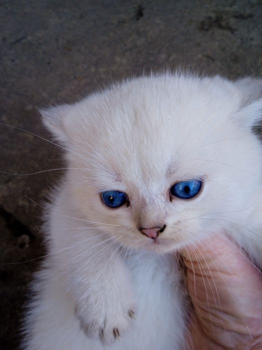 Британська короткошерста
