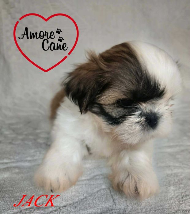 Śliczny piesek shih tzu-JACK.