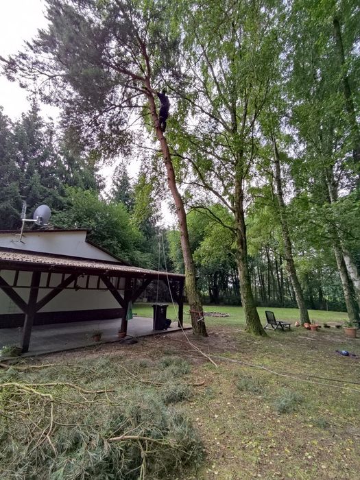 Wycinka i pielęgnacja drzew metodą alpinistyczną