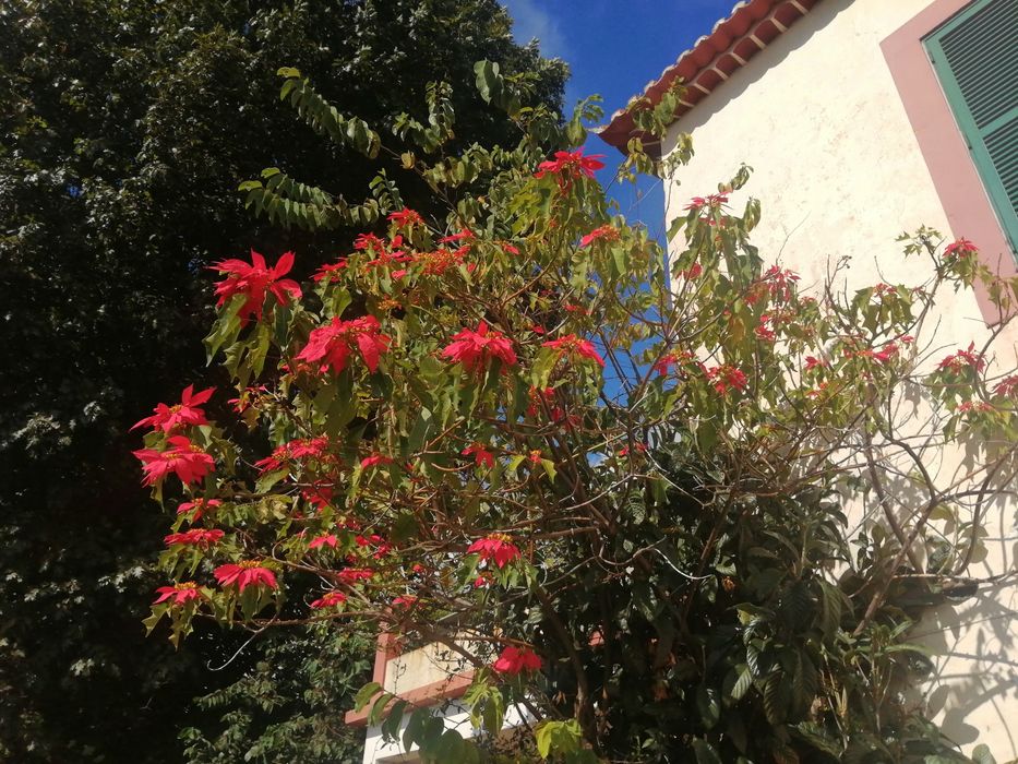 Manhã de Páscoa, flor ou estrela do Natal,