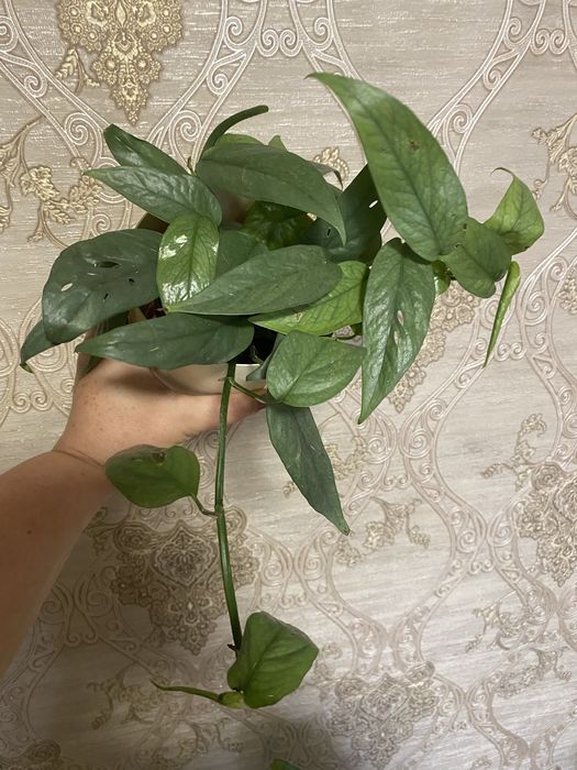 Епіпремнум (Монстера) 'Cebu Blue'