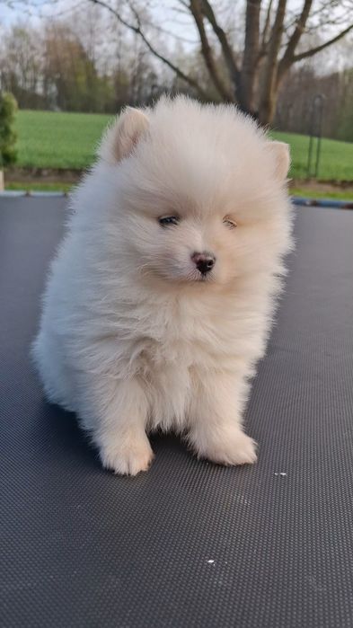 Szpic miniaturowy Pomeranian