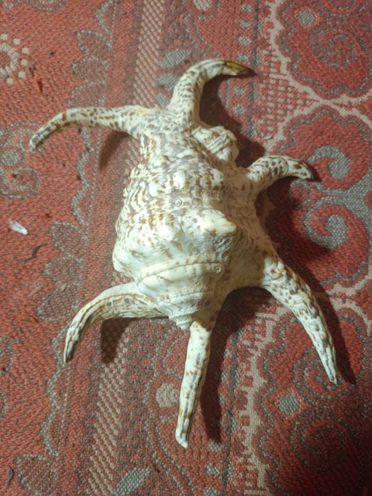 Убежище,гнездовье для рыб