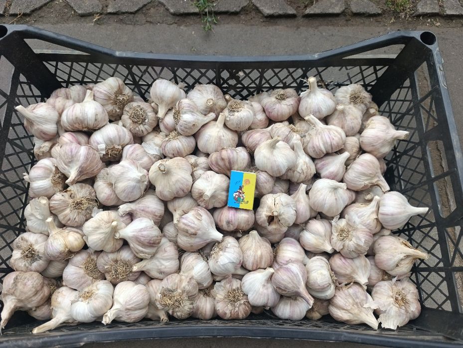 Часник Любаша перша репродукція часник посадковий часник насіння часник на посадку