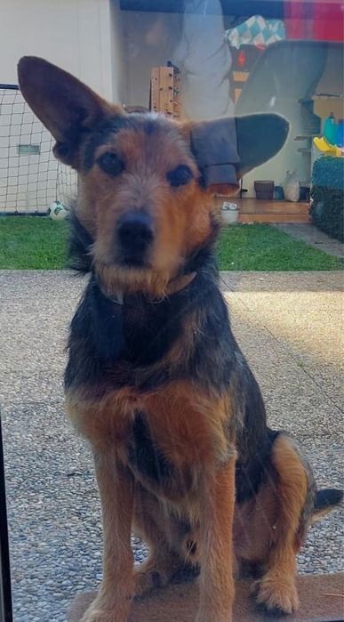 Para adoção do nosso Boris