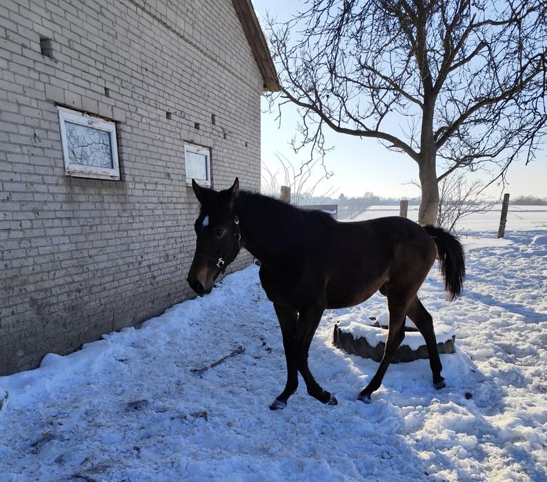 Źrebica małopolska