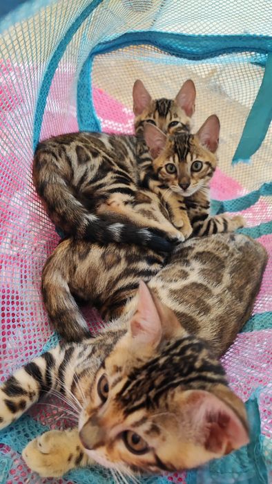 Бенгальські кошенята. Документи клубу WCF