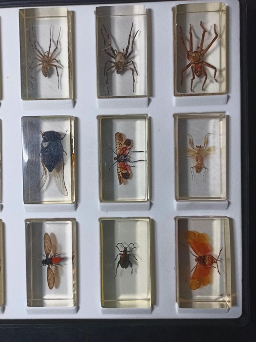 Coleções de insectos