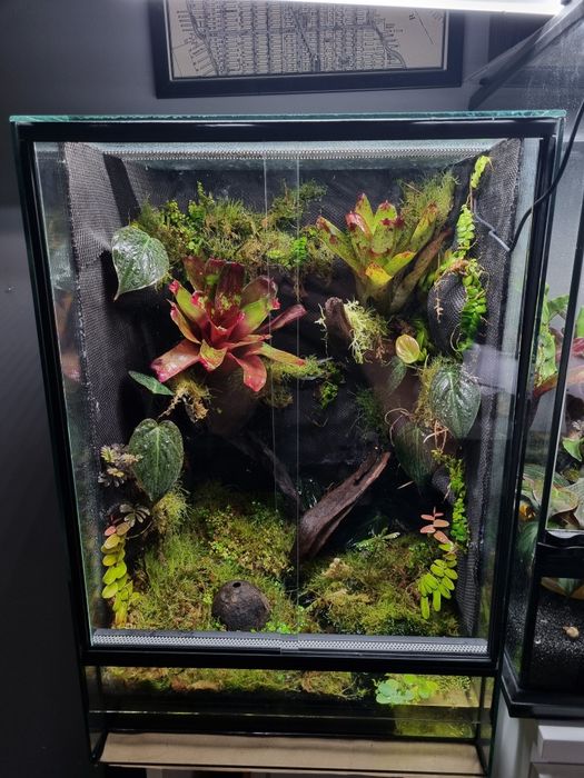 Terrarium tropikalne na zamówienie
