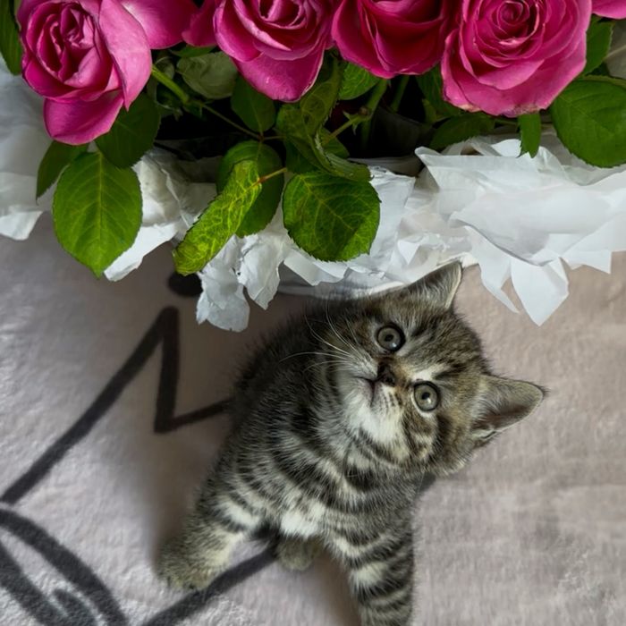 Розкішні кошенята