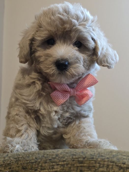 Maltipoo f1 suczka szczenię metryka do odbioru