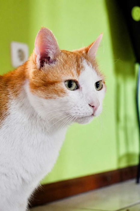 CASTRADO | Gato vacinado disponível para Adoção Responsável