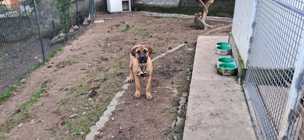 Presa canário excelente guardião