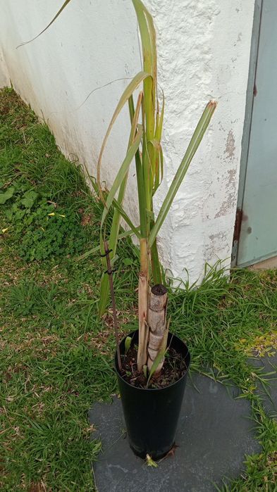 Cana de Açúcar roxa/Madeira