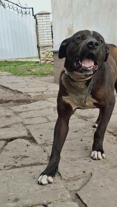 Собака безкоштовно