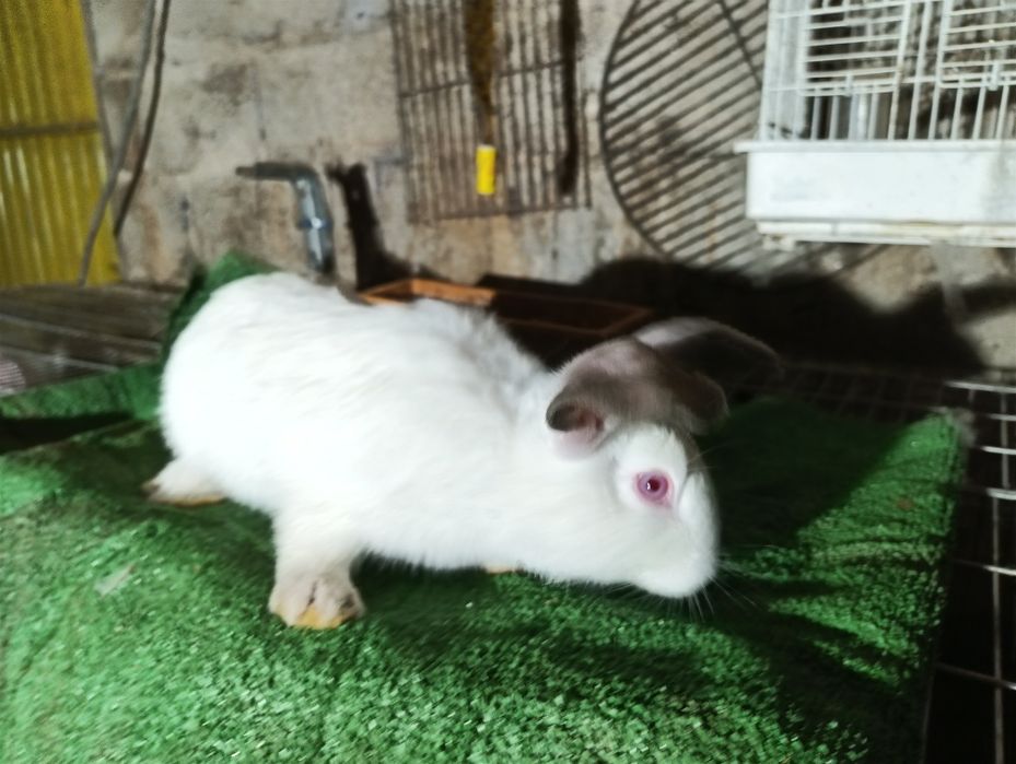 Vendo coelhos Califórnia