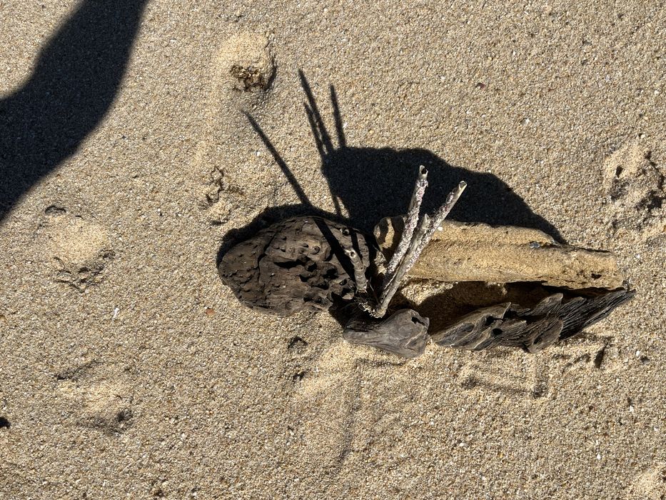 Pedra e troncos para aquario