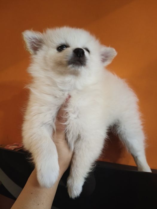 Spitz alemão menina