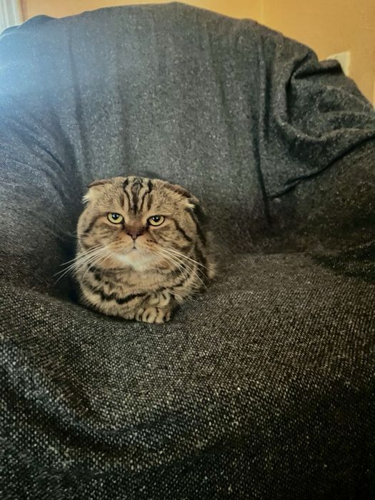 Шотландский котенок