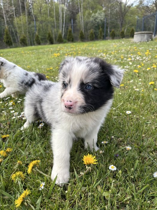 Szczeniak Border Collie