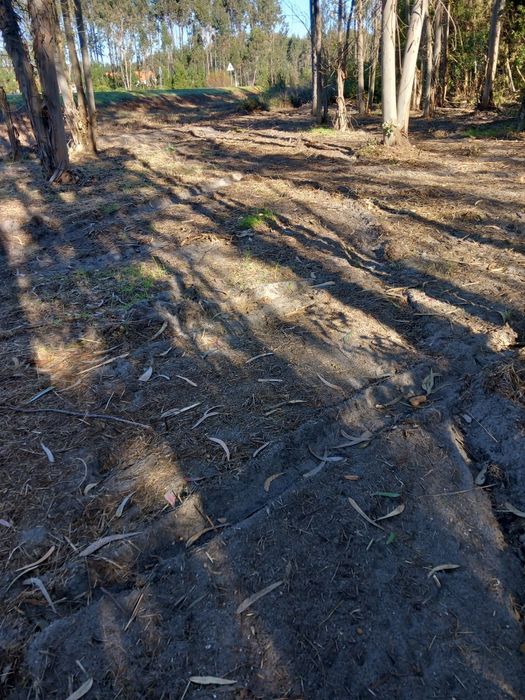 Limpeza de mato e serviços de jardinagem