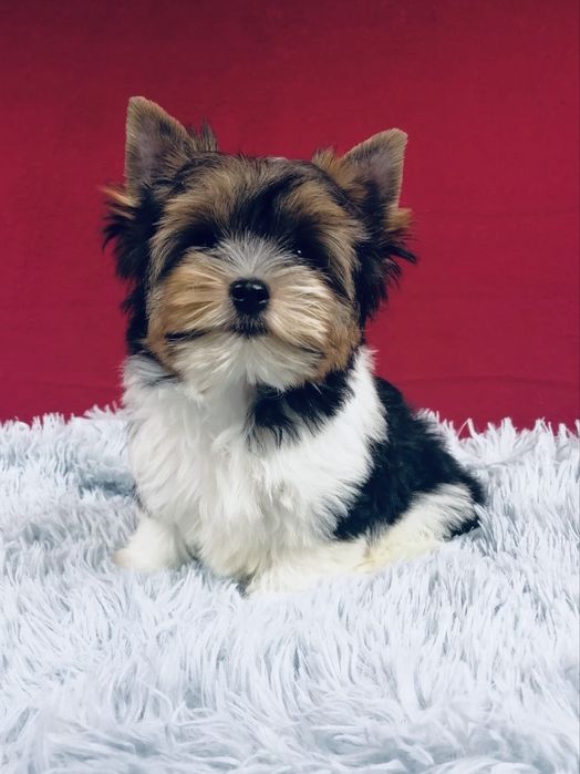 York piesek Biewer Yorkshire Terrier Yorki