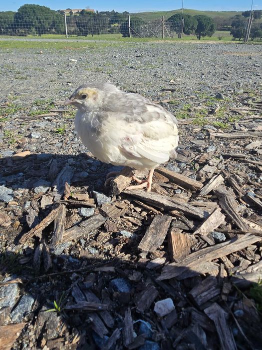 Codornizes Gigantes várias cores  com 1 mês