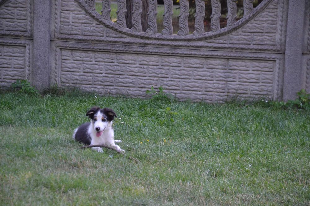 Border Collie suczka