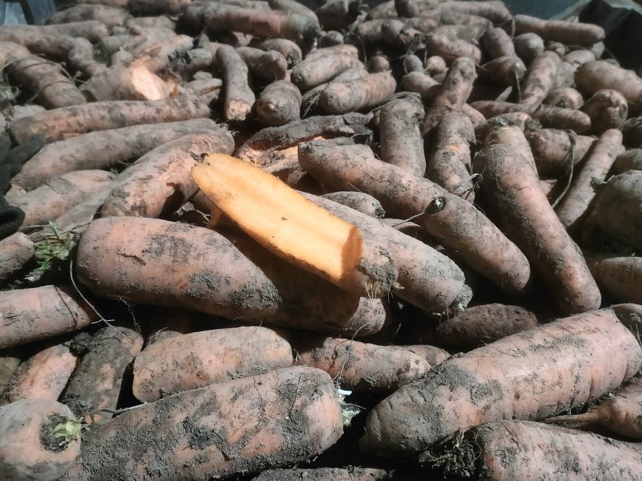 Marchew odsort. Duża.