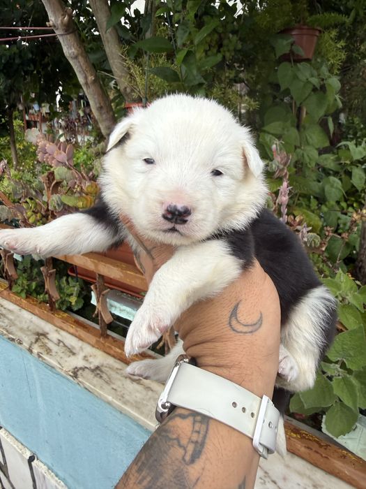 Excelente menino  border collie