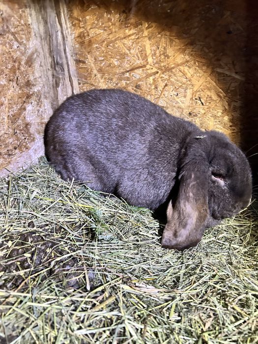 Samica Baran francuski