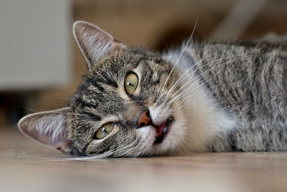 Słodki burasek szuka domu