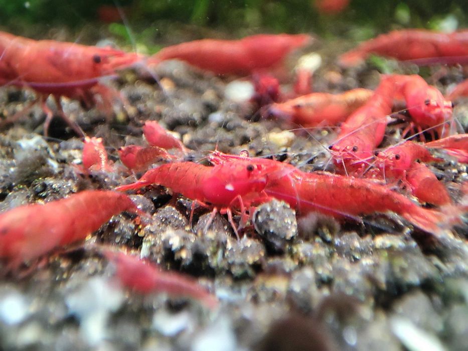 Krewetki neocaridina Sakura Red