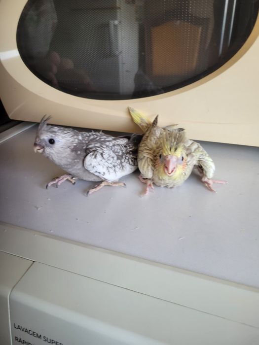 Caturras bebés para você criar à mão