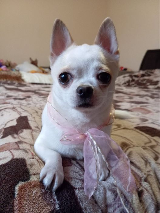 Чистокровні цуценя породи чіхуахуа - найкращі друзі чекають родину!