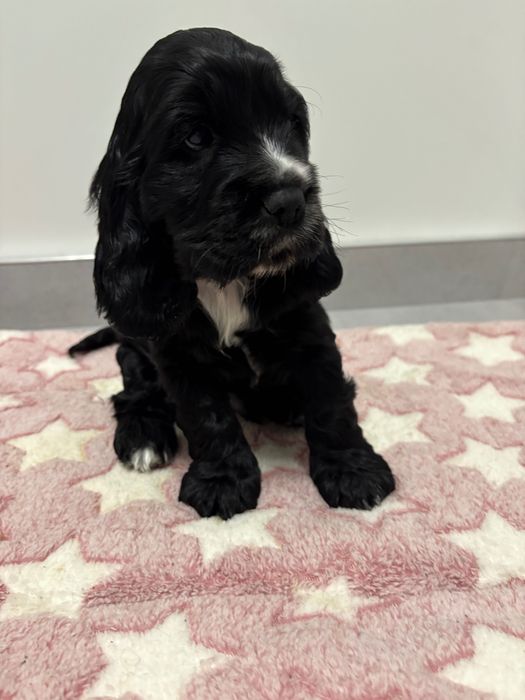 Piesek cocker spaniel