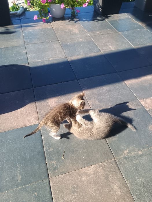 Кошенята. Безкоштовно