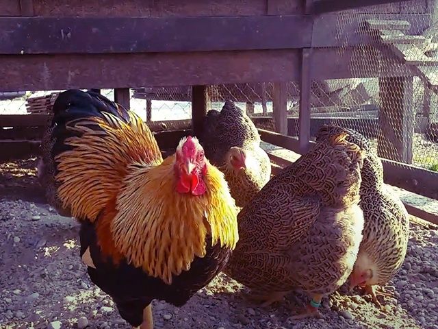 Інкубаційне яйце та курчата.Віандот: срібло, біле золото, помаранчевий