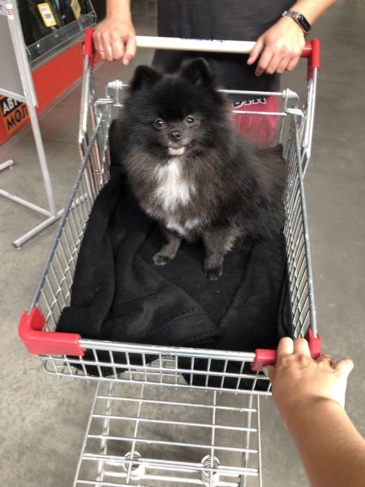 Померанський шпіц