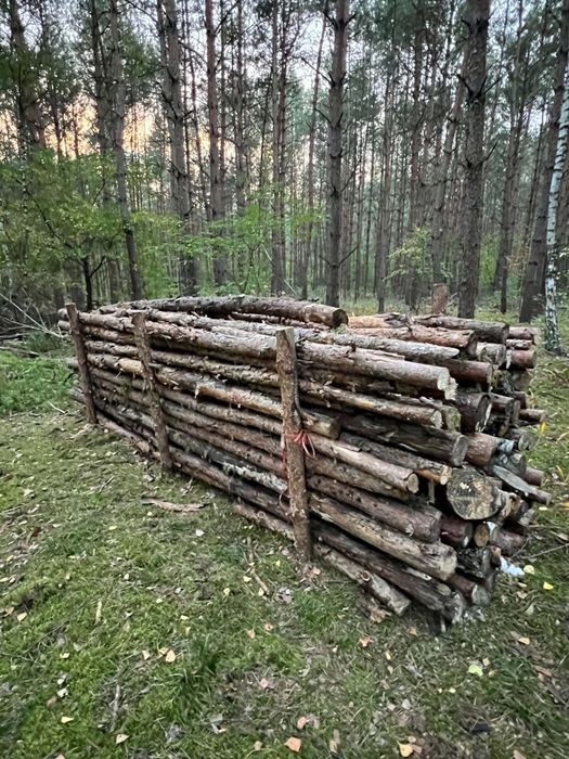 Drzewo gałęziówka