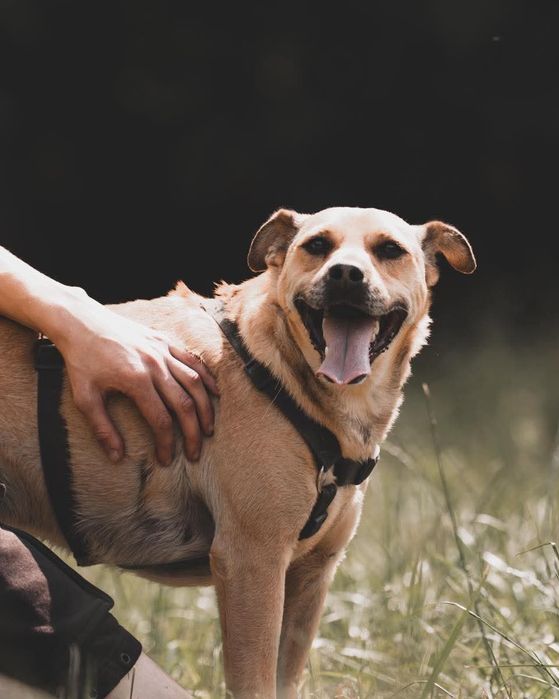 Codi, rozbrykany młody pies czeka na dom